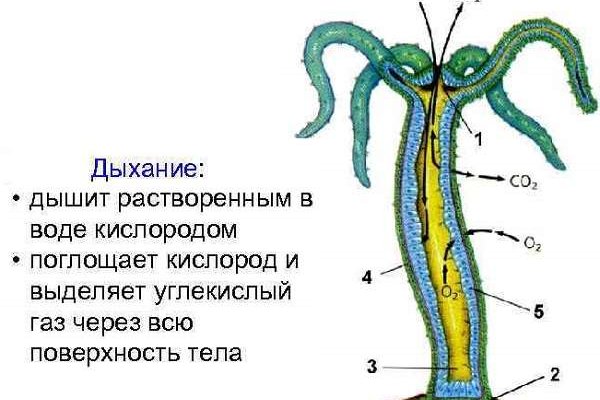 Кракен даркнет лол