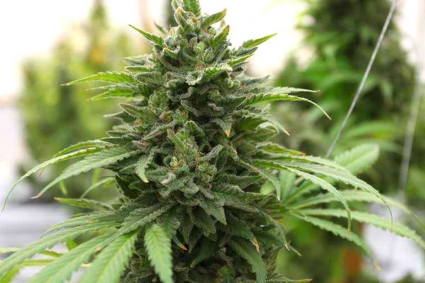 Дарк нет вход