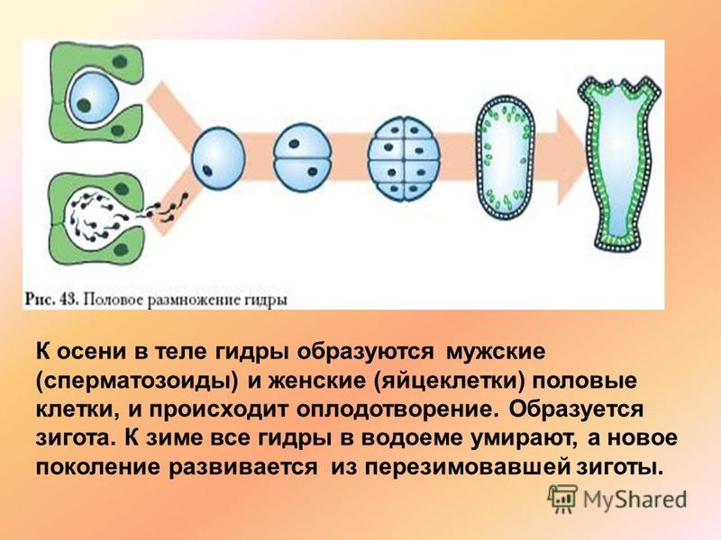 Kraken ссылка на сайт актуальная